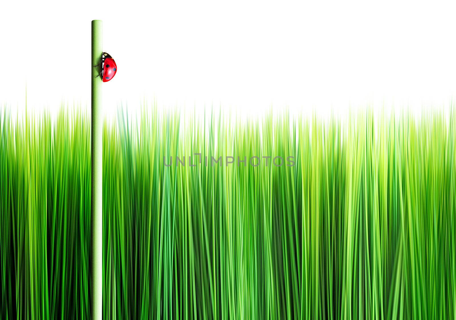 background of green grass with ladybird on a reed