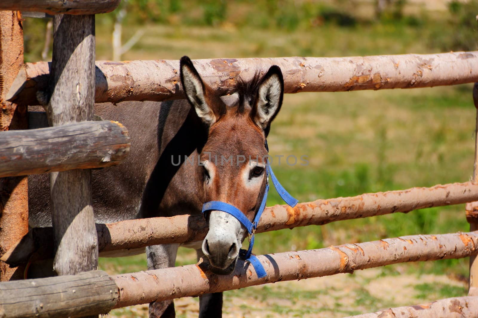 curious donkey looking through the fence at a farm