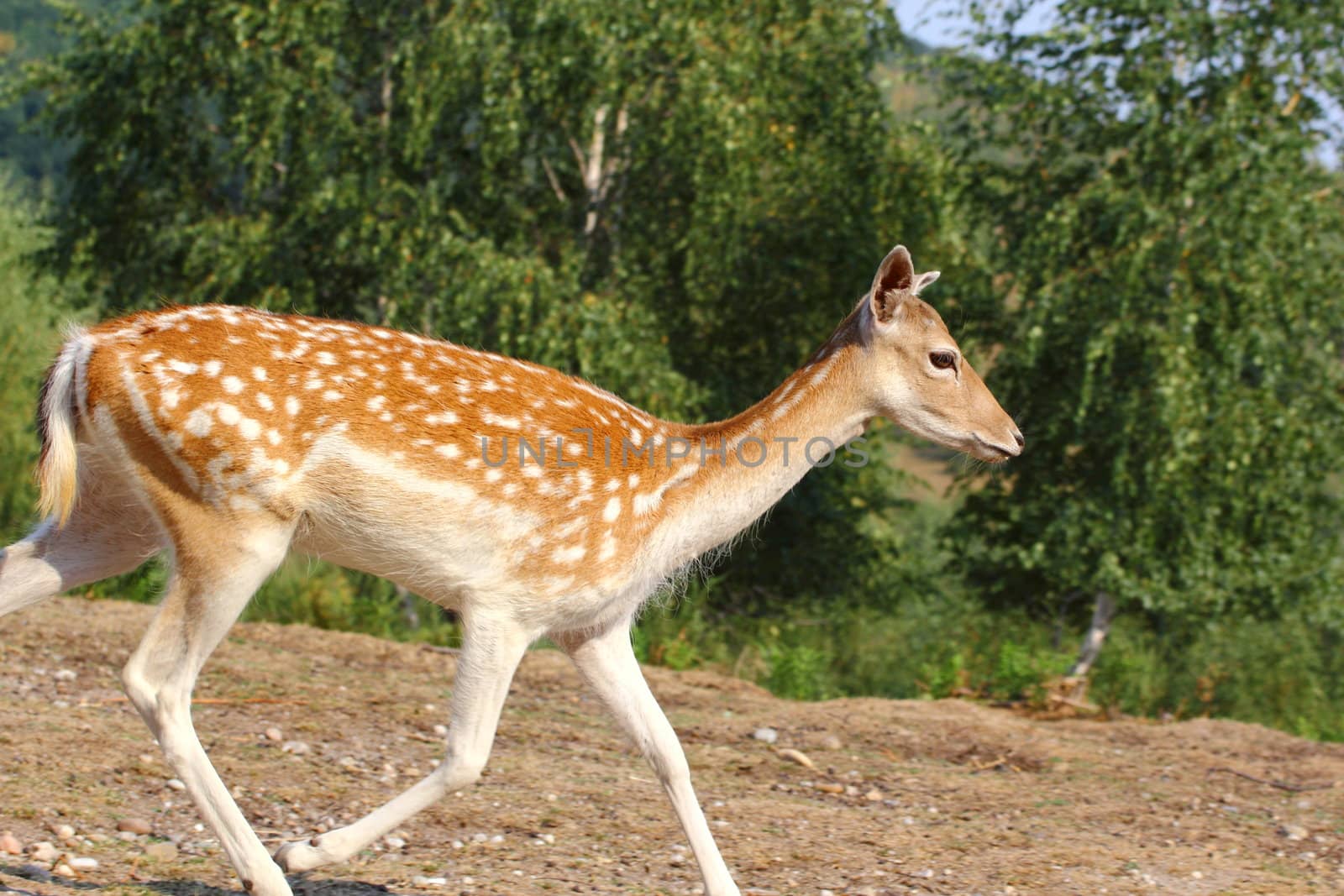 fallow deer doe (dama dama) running through a glade