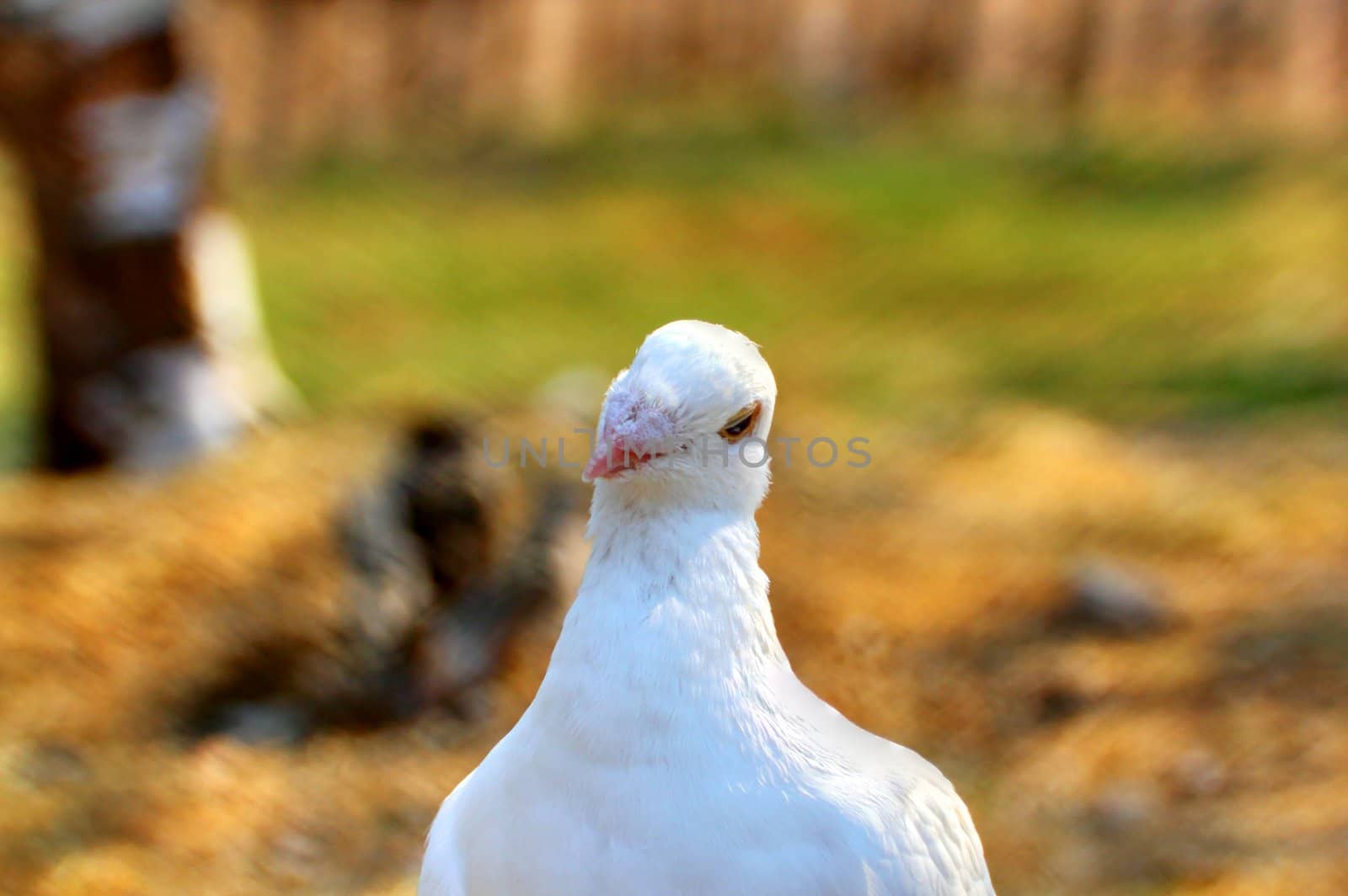 portrait of a purebred white pigeon at a farm