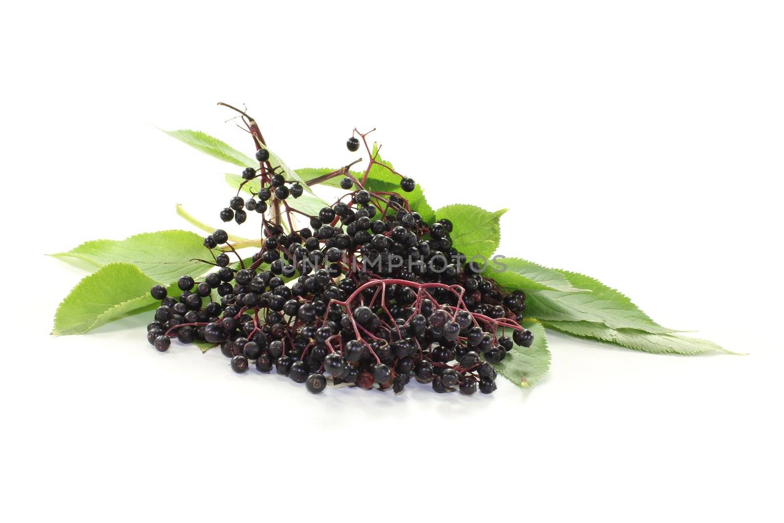 fresh black elderberries with leaves on a bright background