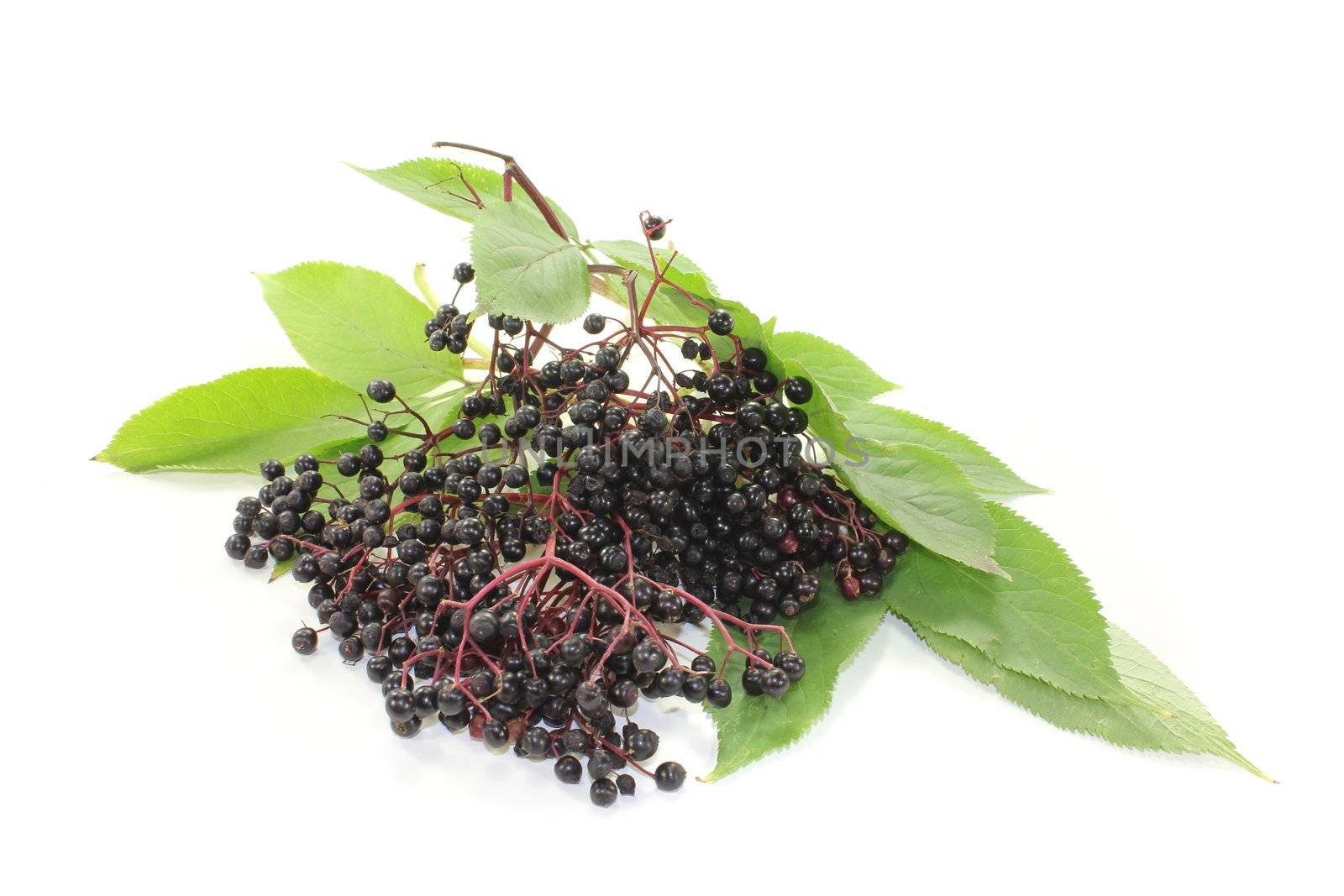 dark elderberries with leaves on a light background