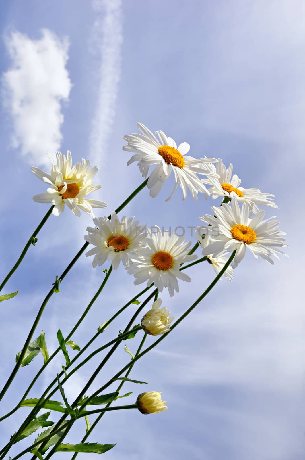 Garden daisies on a background of blue sky with clouds