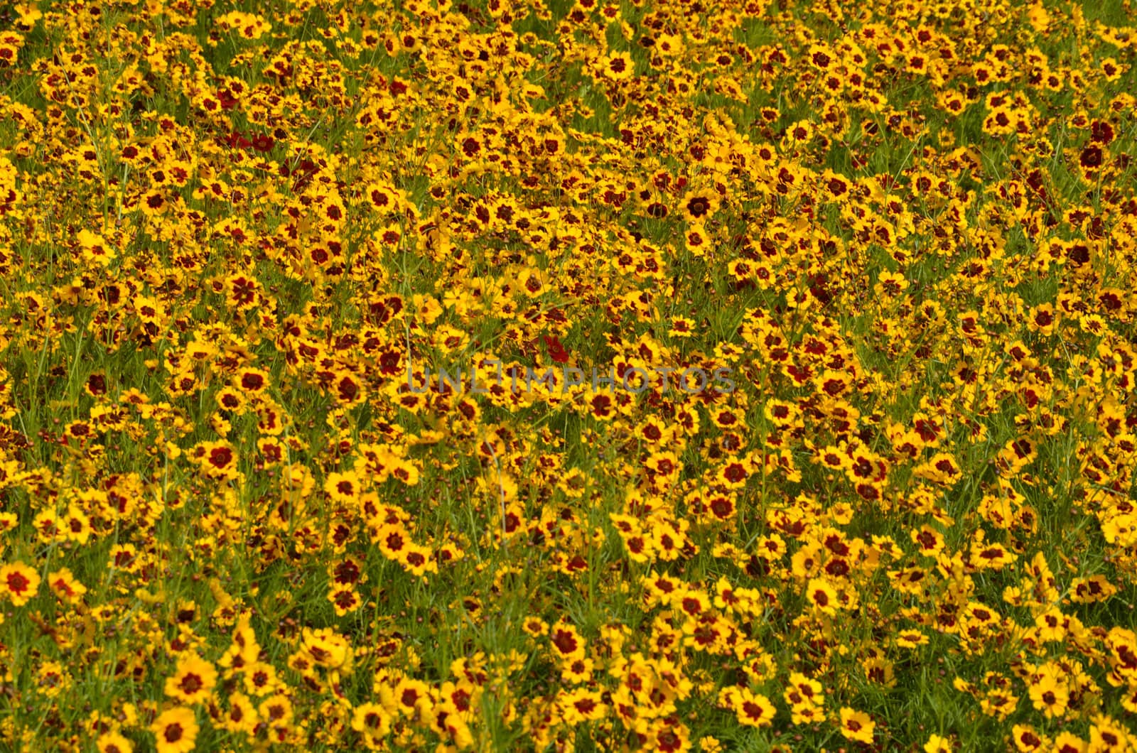field of wildflowers by pauws99