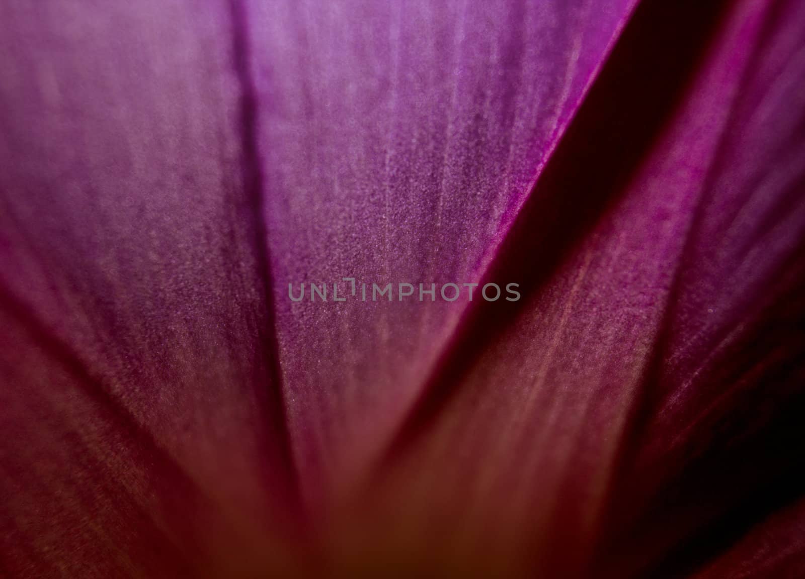 fine closeup image of flower petal can use like abstract background