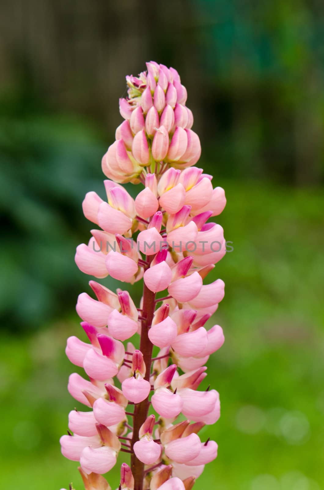 Beautiful lupin pink flower macro closeup details by sauletas