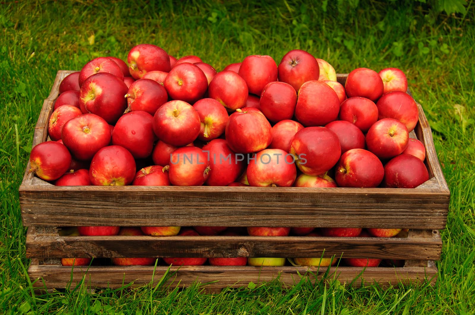 Fresh red apples in a wooden box on green grass