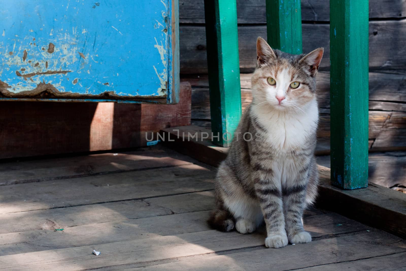 Tabby cat sitting near a cottage
