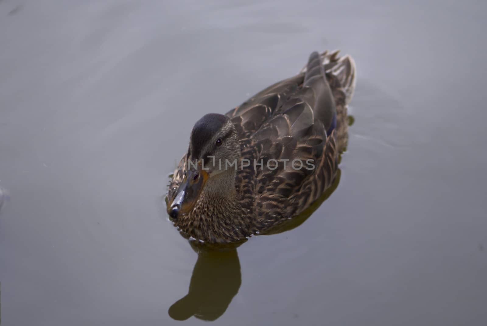 A wild-duck at a reservoir.