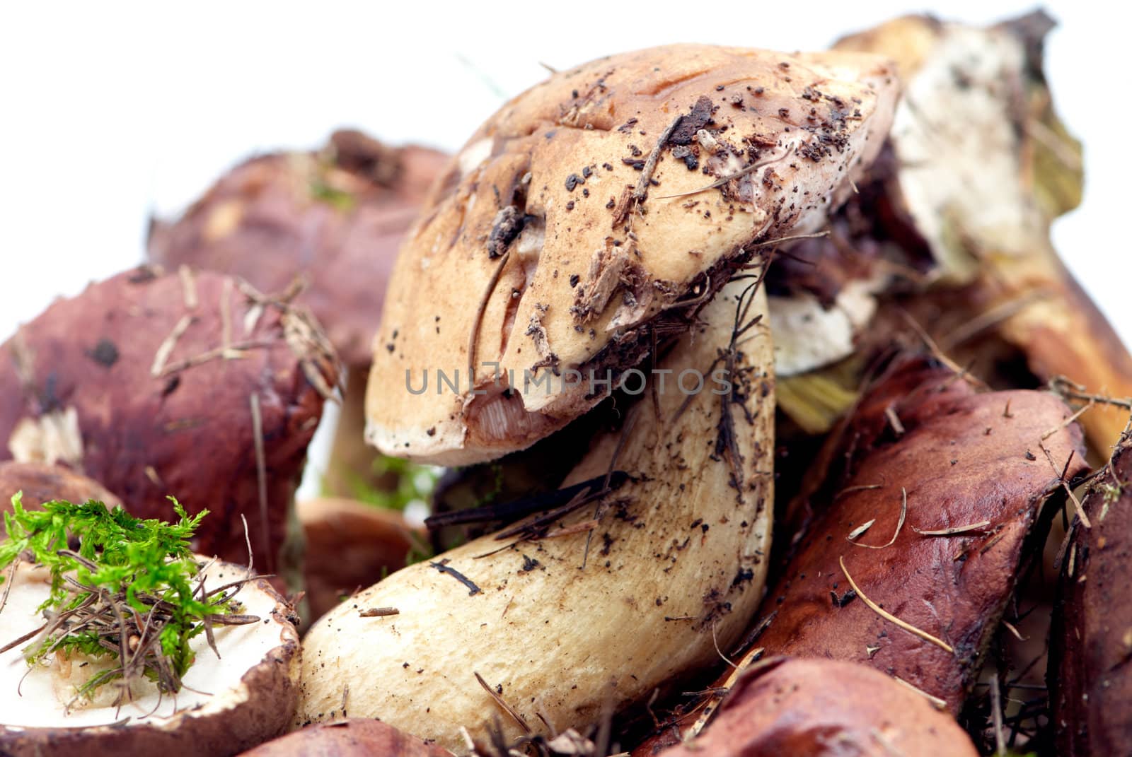 Some ripe forest mushrooms on a white background