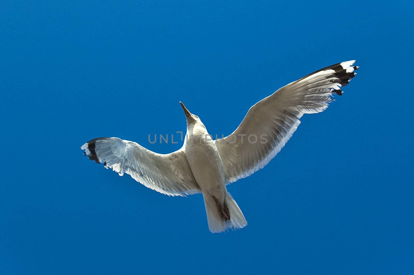 Seagull flying in a cloudless blue sky
