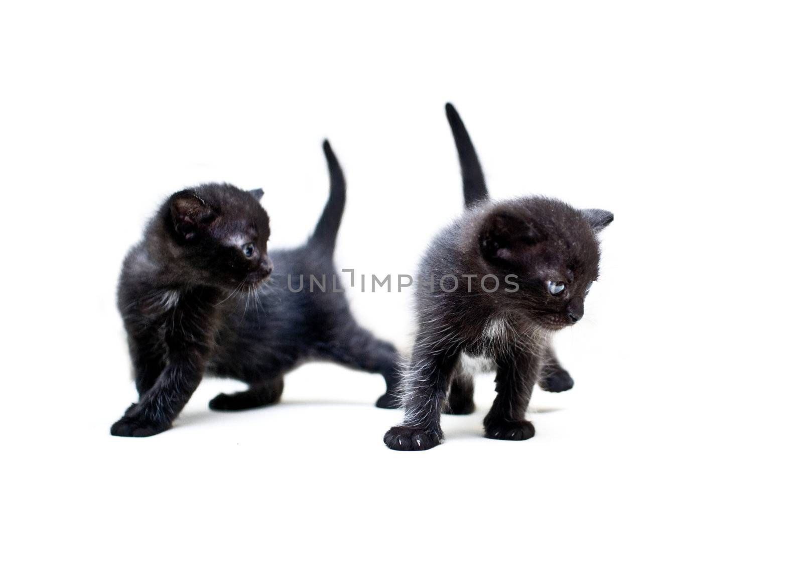 Two black kittens explore the world around