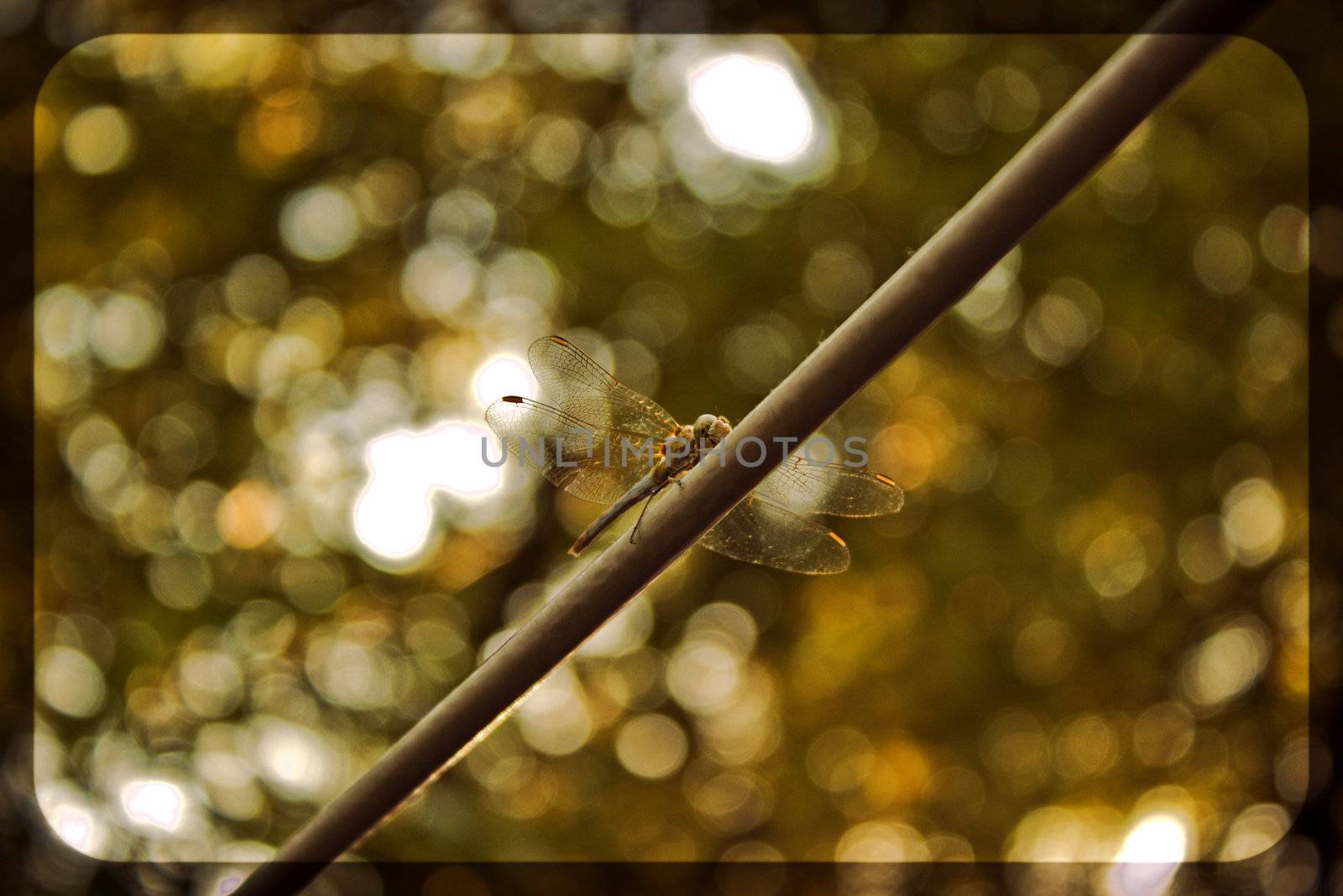 old style image with dragonfly and trees on background