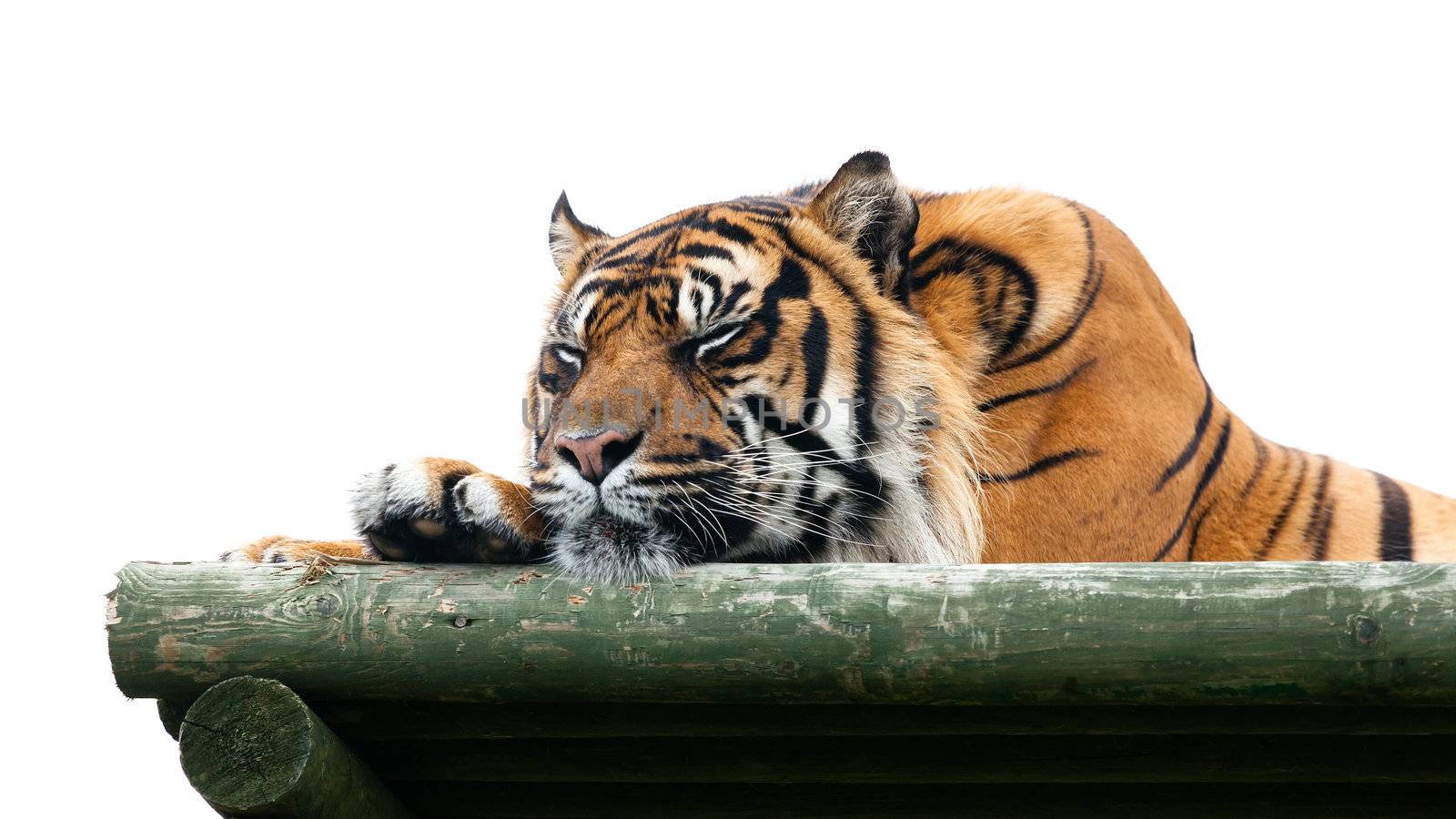 Sumatran Tiger Sleeping on Wooden Platform Isolated by scheriton