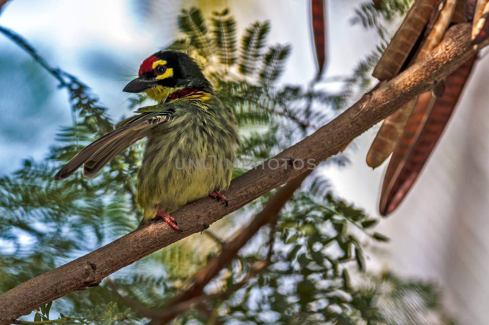 Beautiful small Bird Coppersmith Barbet perched branch one wing spread