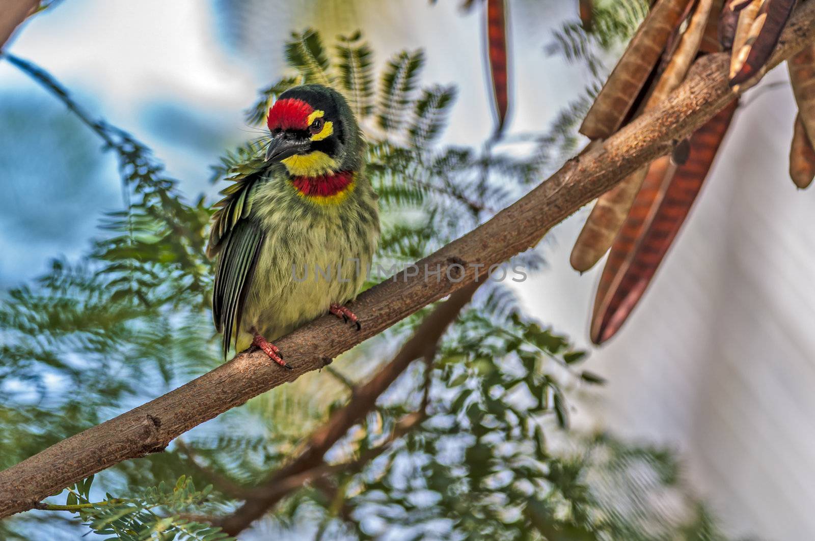 Beautiful small Bird Coppersmith Barbet perched on a tree branch