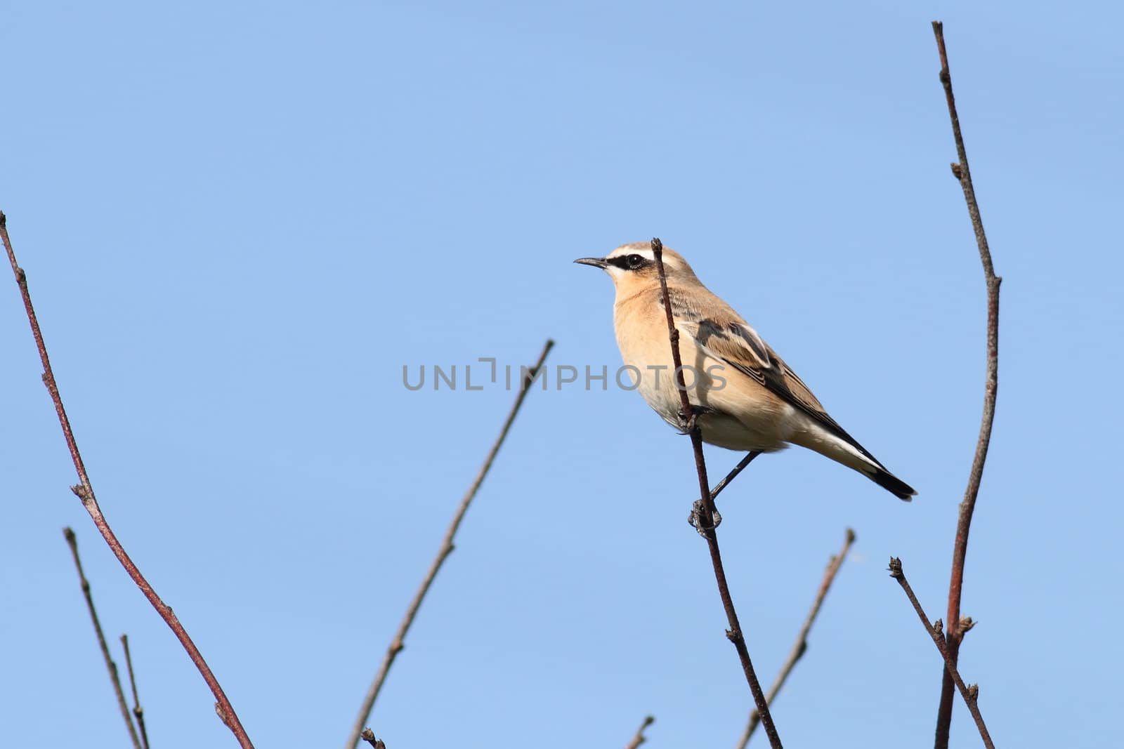 Female Wheatear (Oenanthe oenanthe) against the blue sky