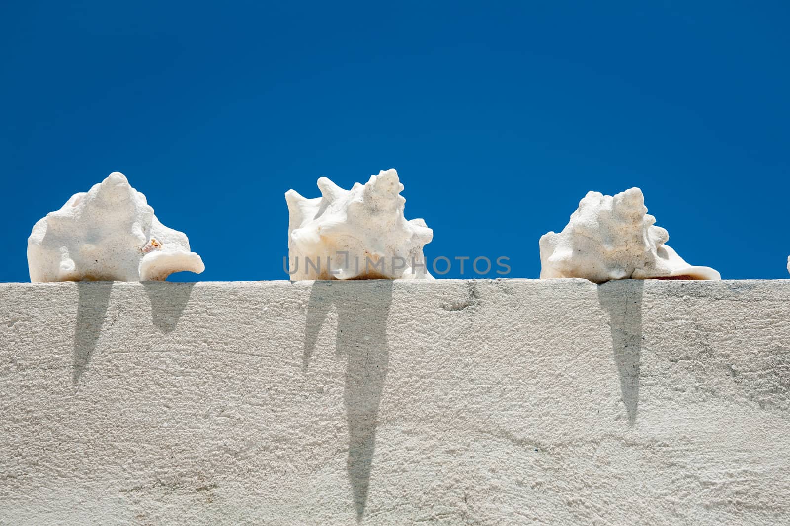 Conch shells on wall. by brians101