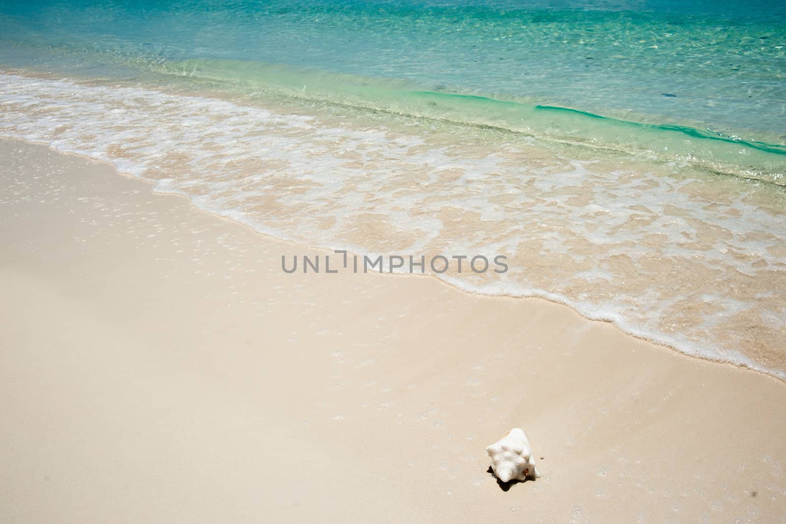 Single conch shell lying at waters edge.