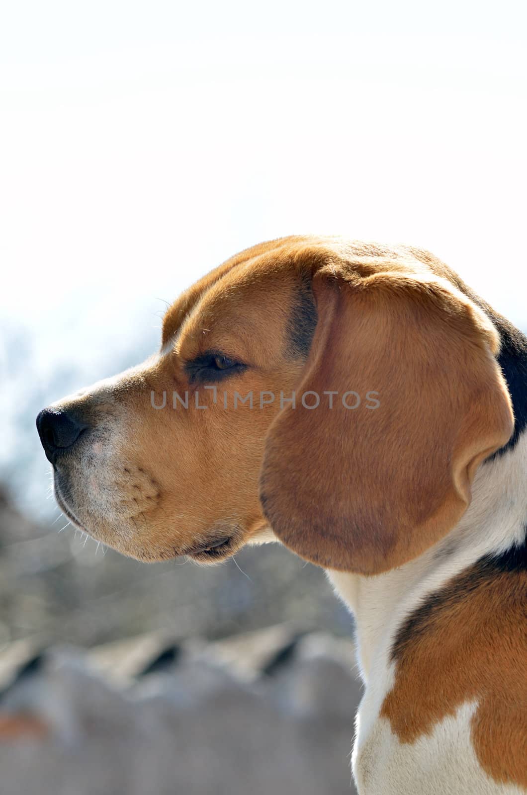 Close up of a Beagle
