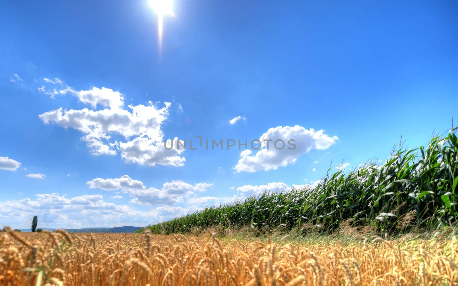 Wheat field, cornfield and summer sky