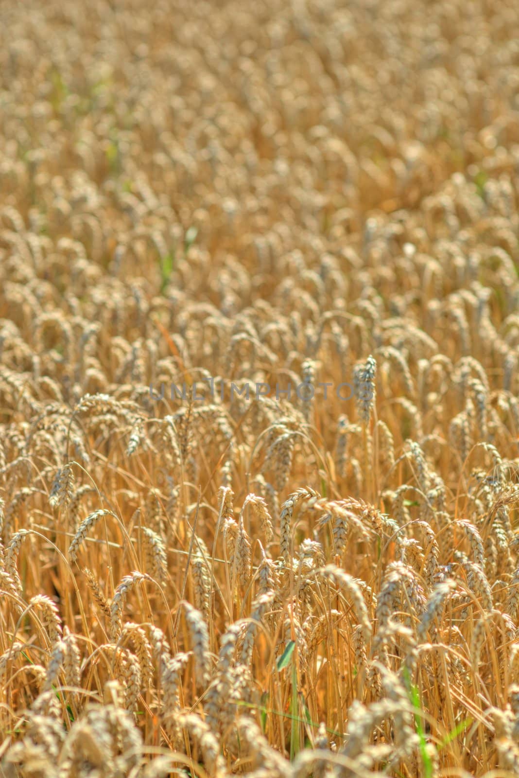 Wheatfield