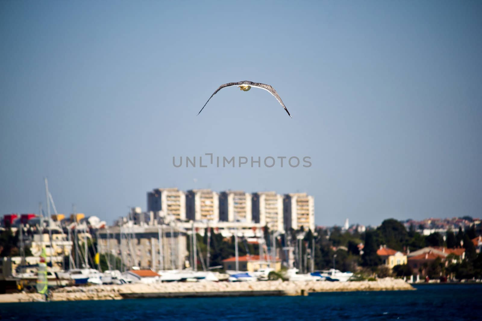 Sea gull flying near Zadar by xbrchx