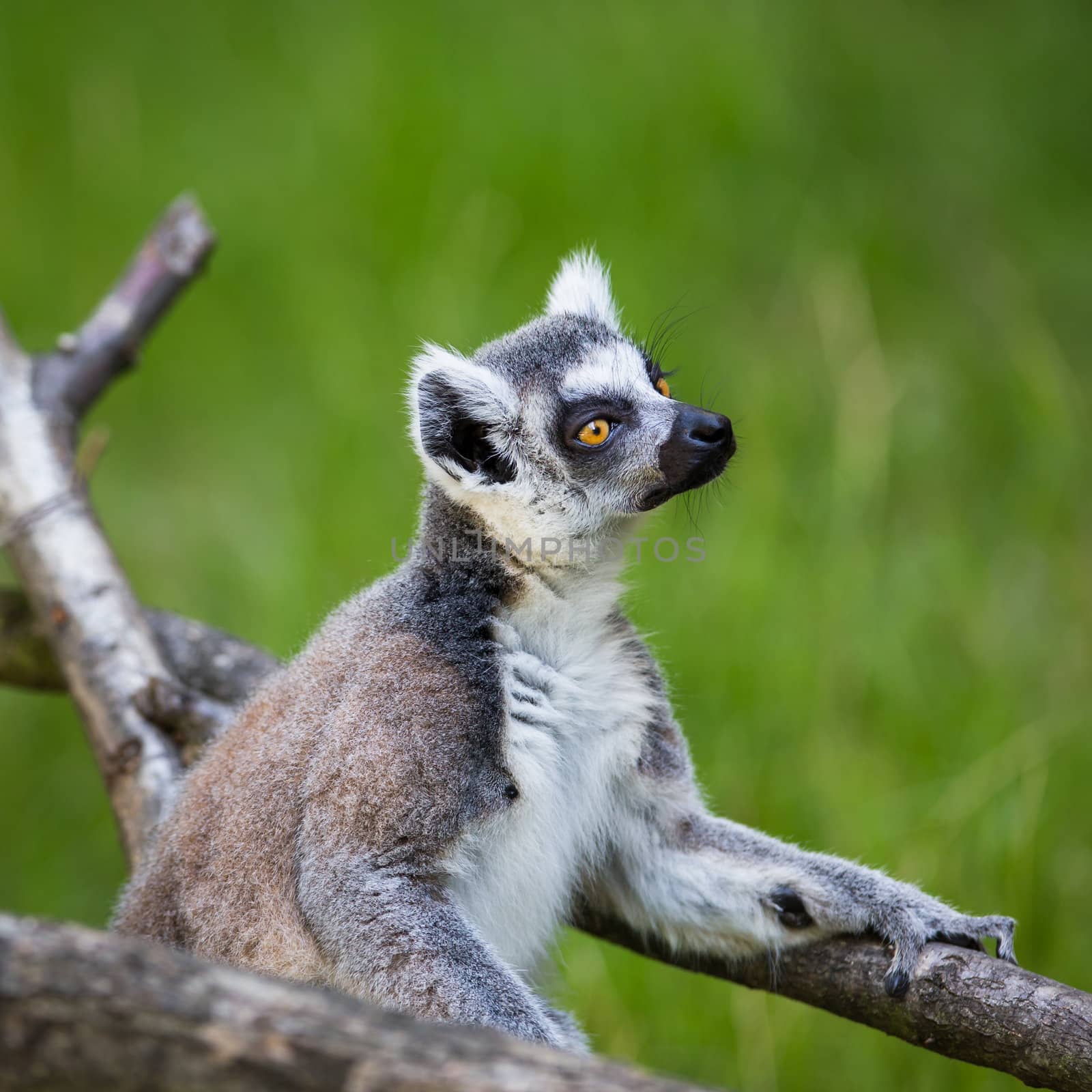 Lemur kata (Lemur catta)