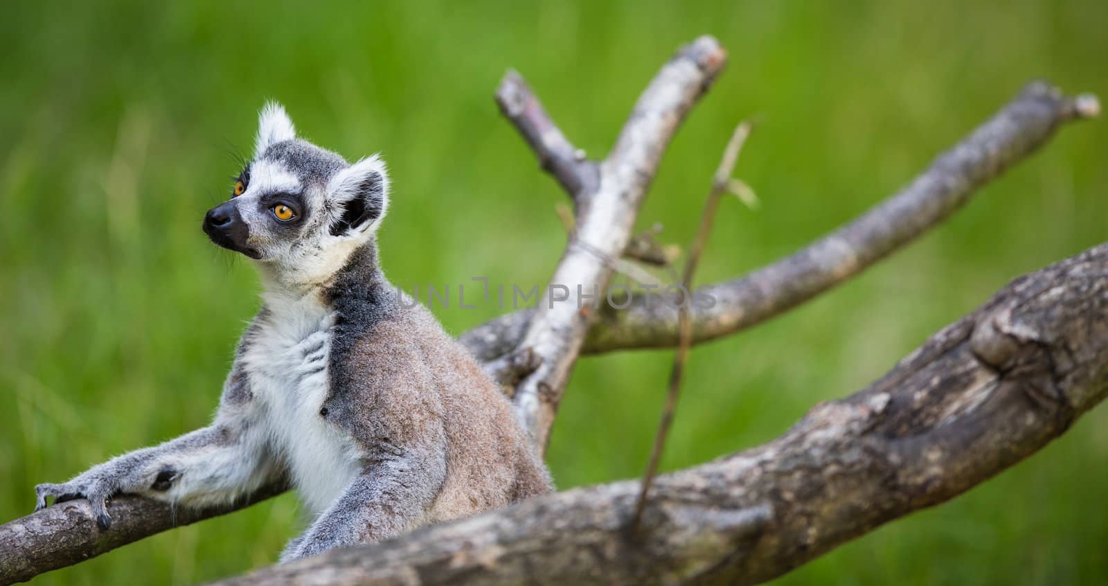 Lemur kata (Lemur catta)