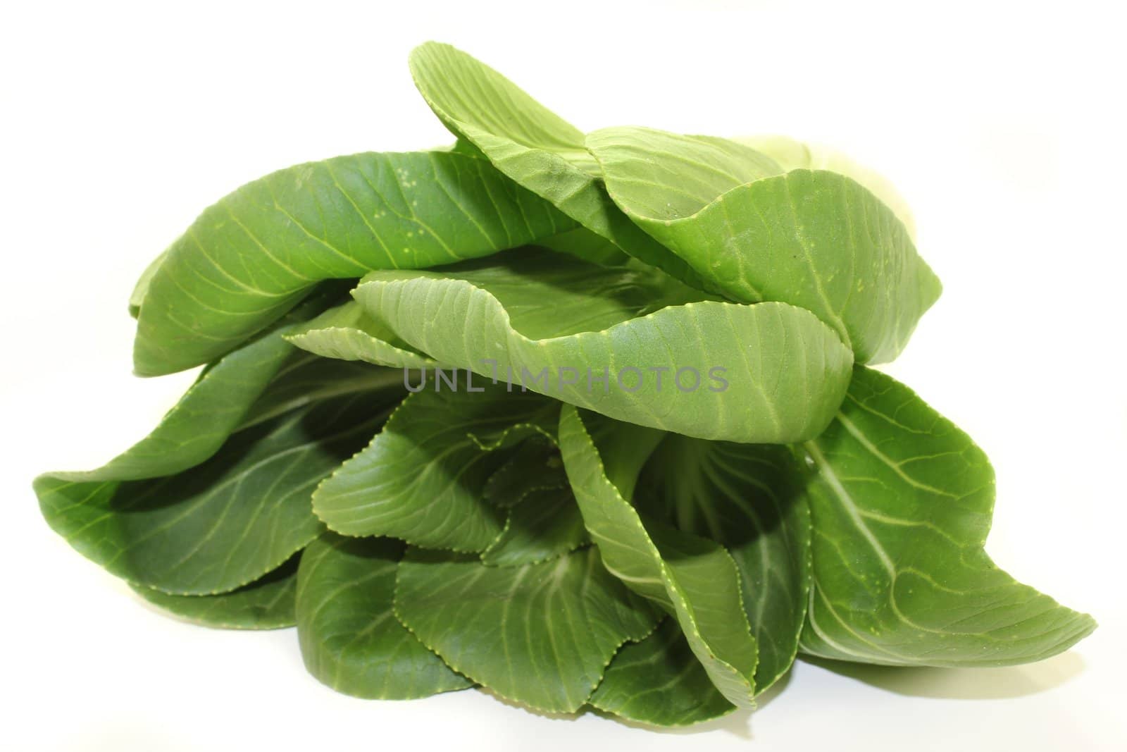 fresh green pak choi on a white background