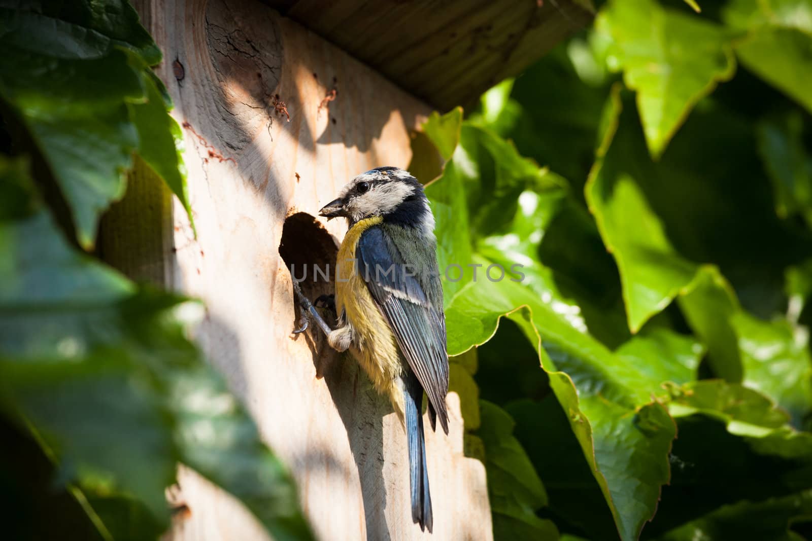 Blue tit (Cyanistes caeruleus) by a nesting box