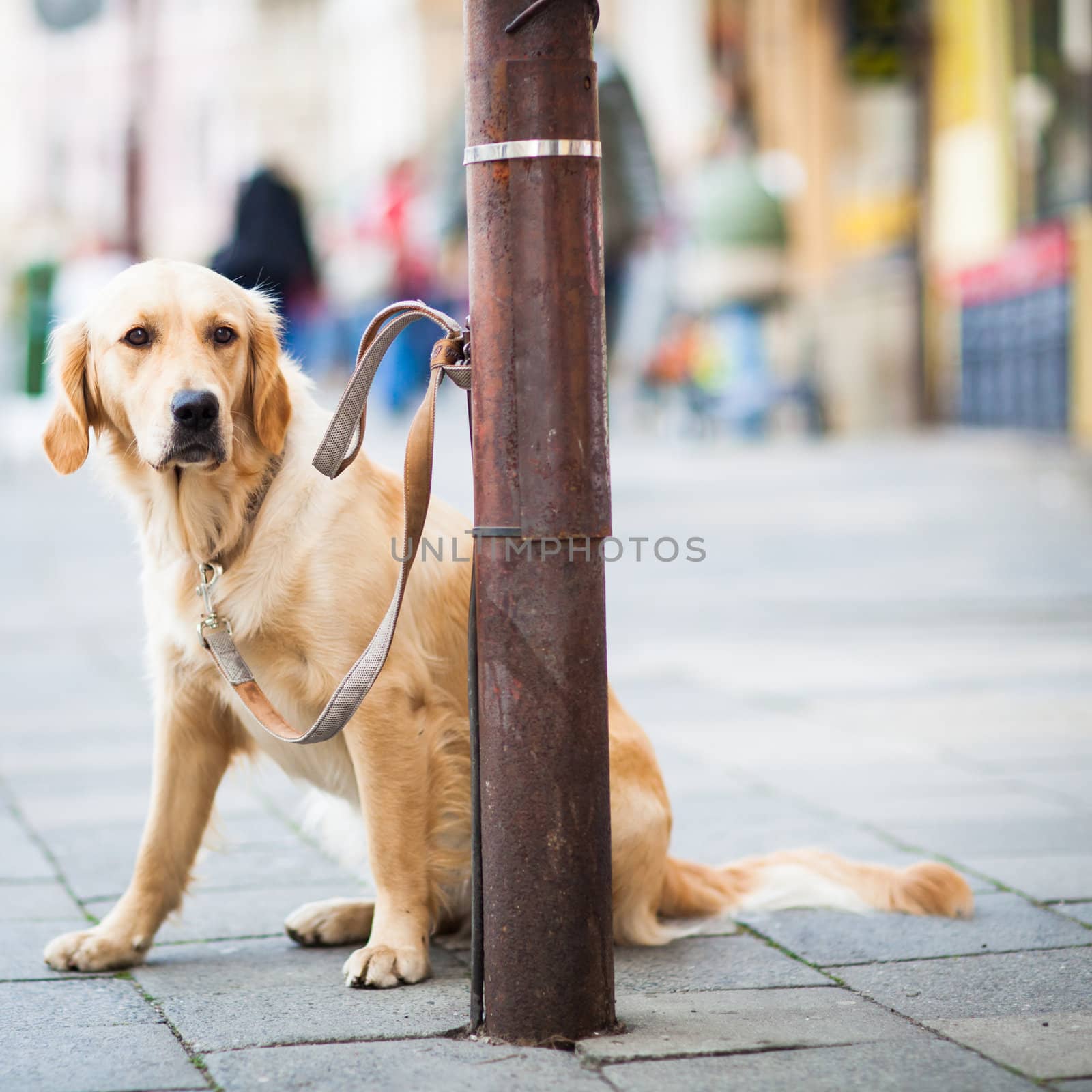 Cute dog waiting patiently for his master on a city street by viktor_cap