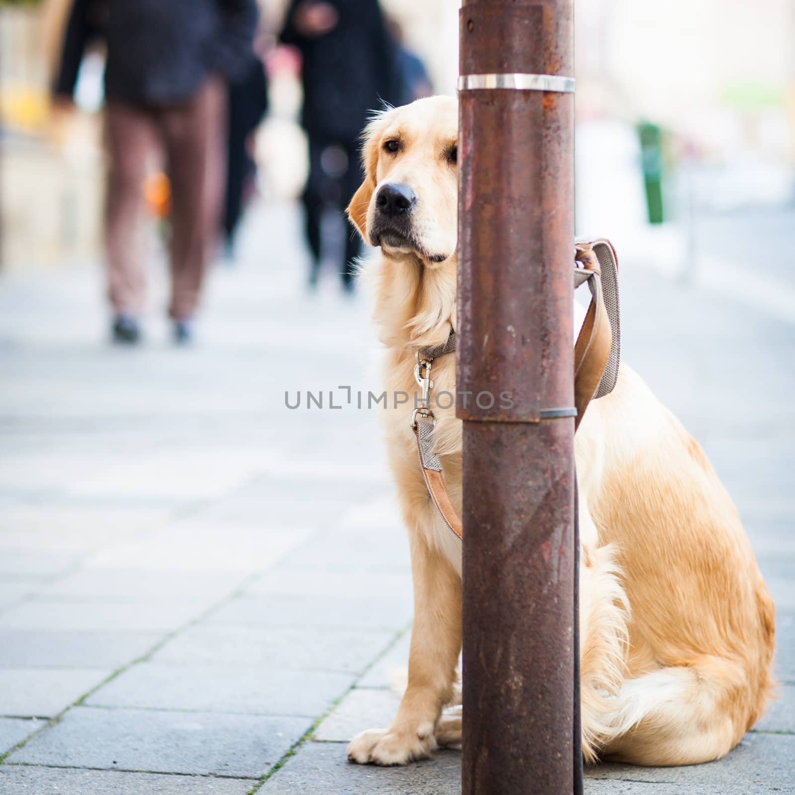 Cute dog waiting patiently for his master on a city street