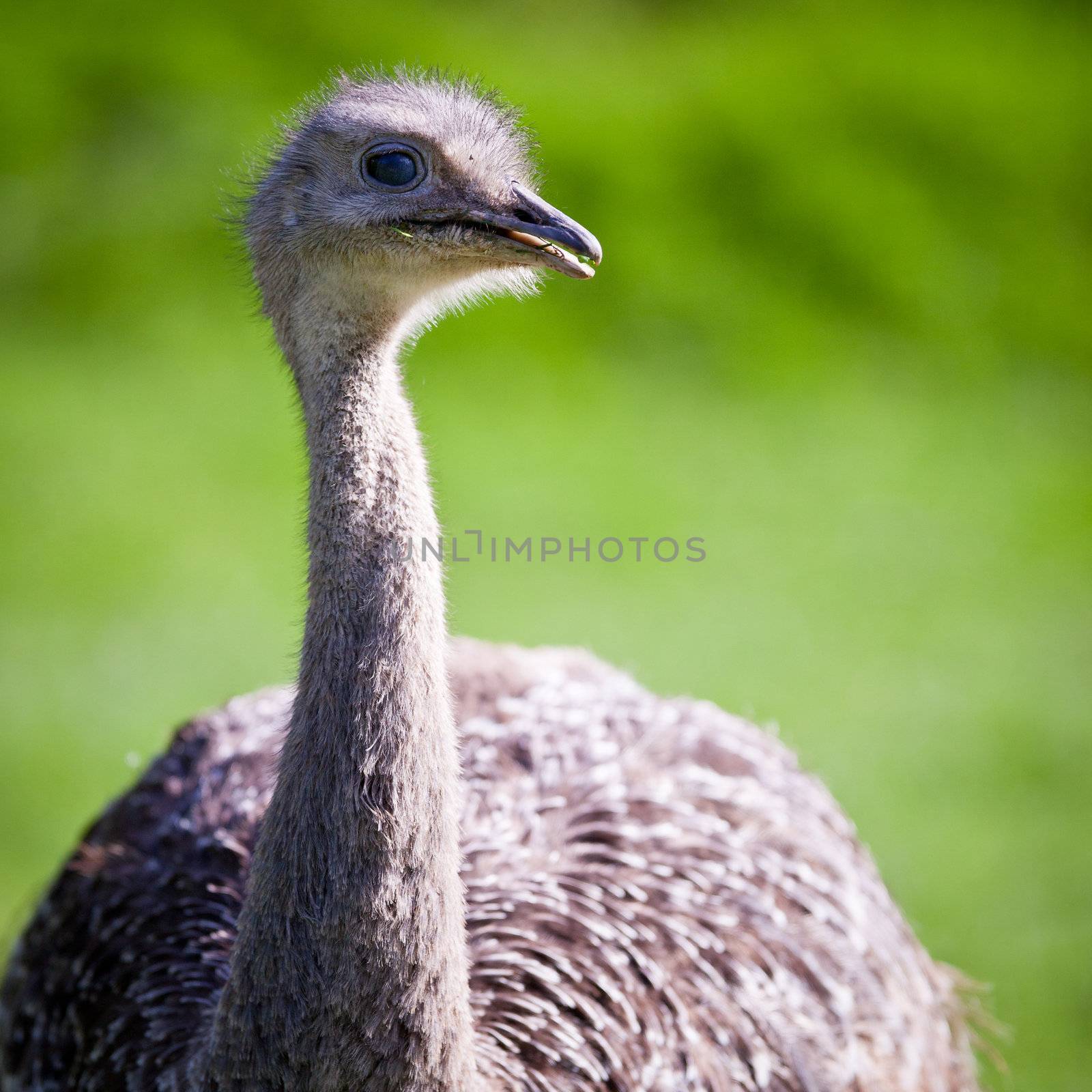 ostrich by viktor_cap
