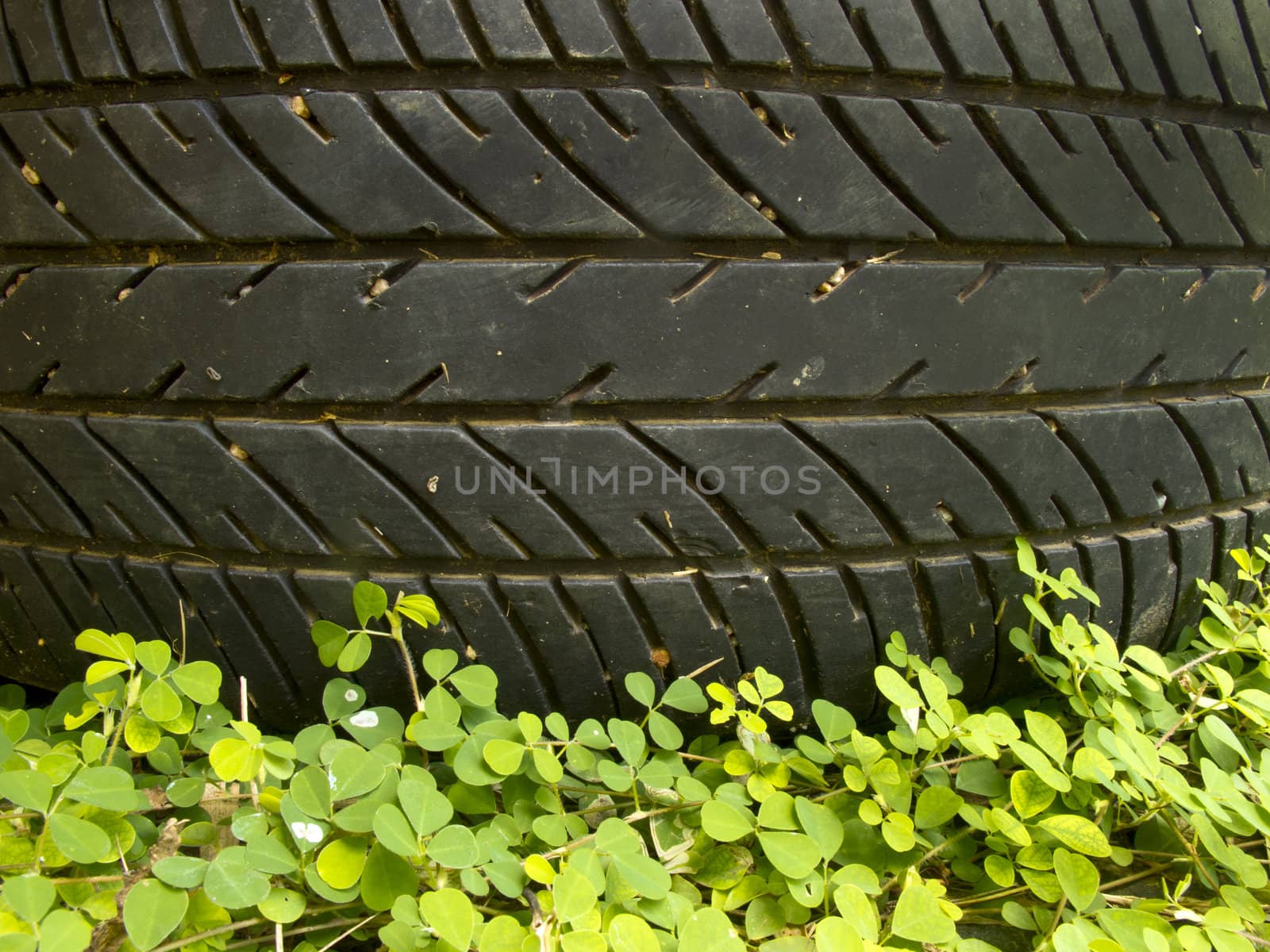 Pattern of tyre above small plant by iampuay