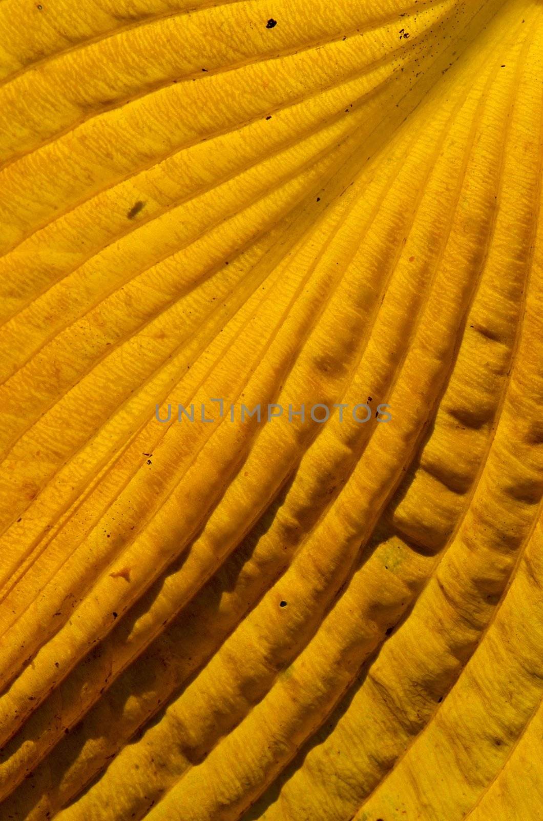 Closeup of yellow autumn colored leaf fragment textures and details.