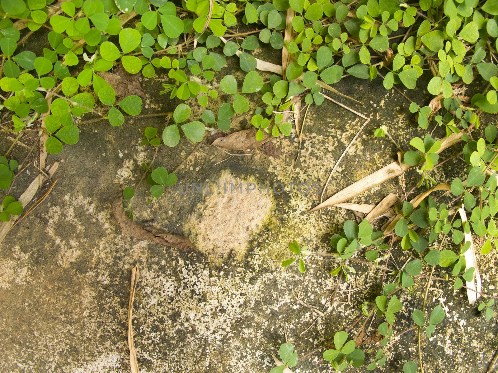 Small plant grow on concrete ground with space