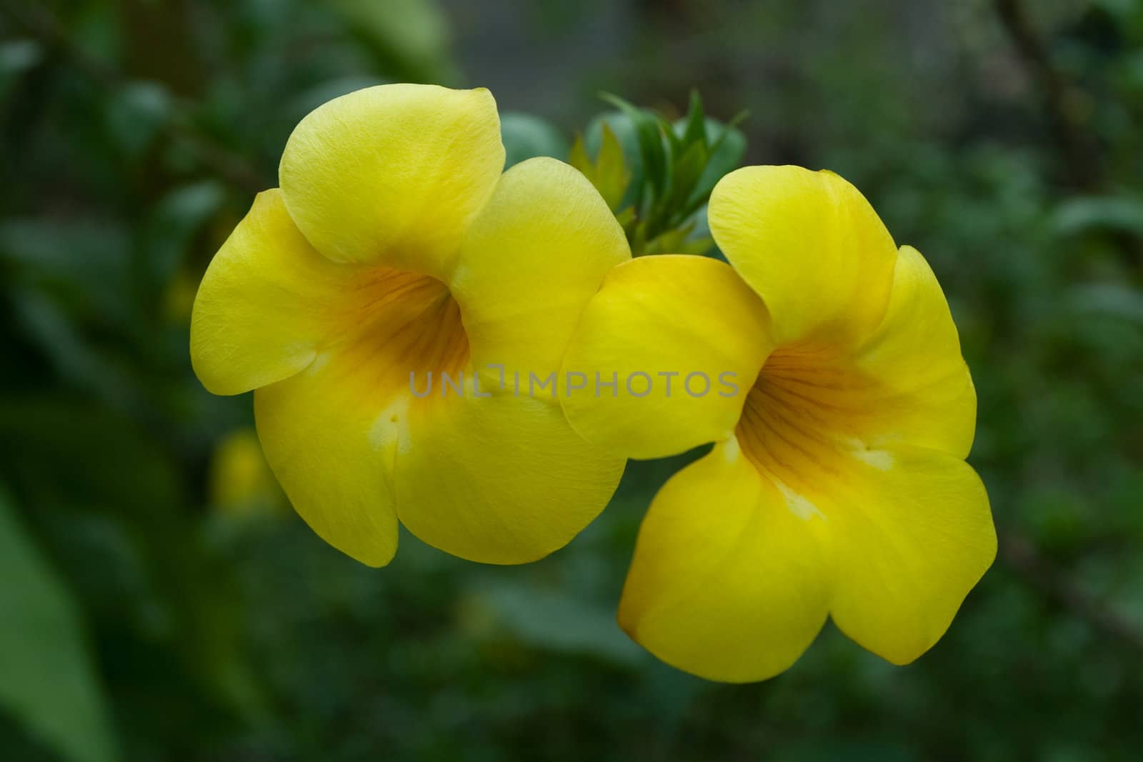 Allamanda Flowers