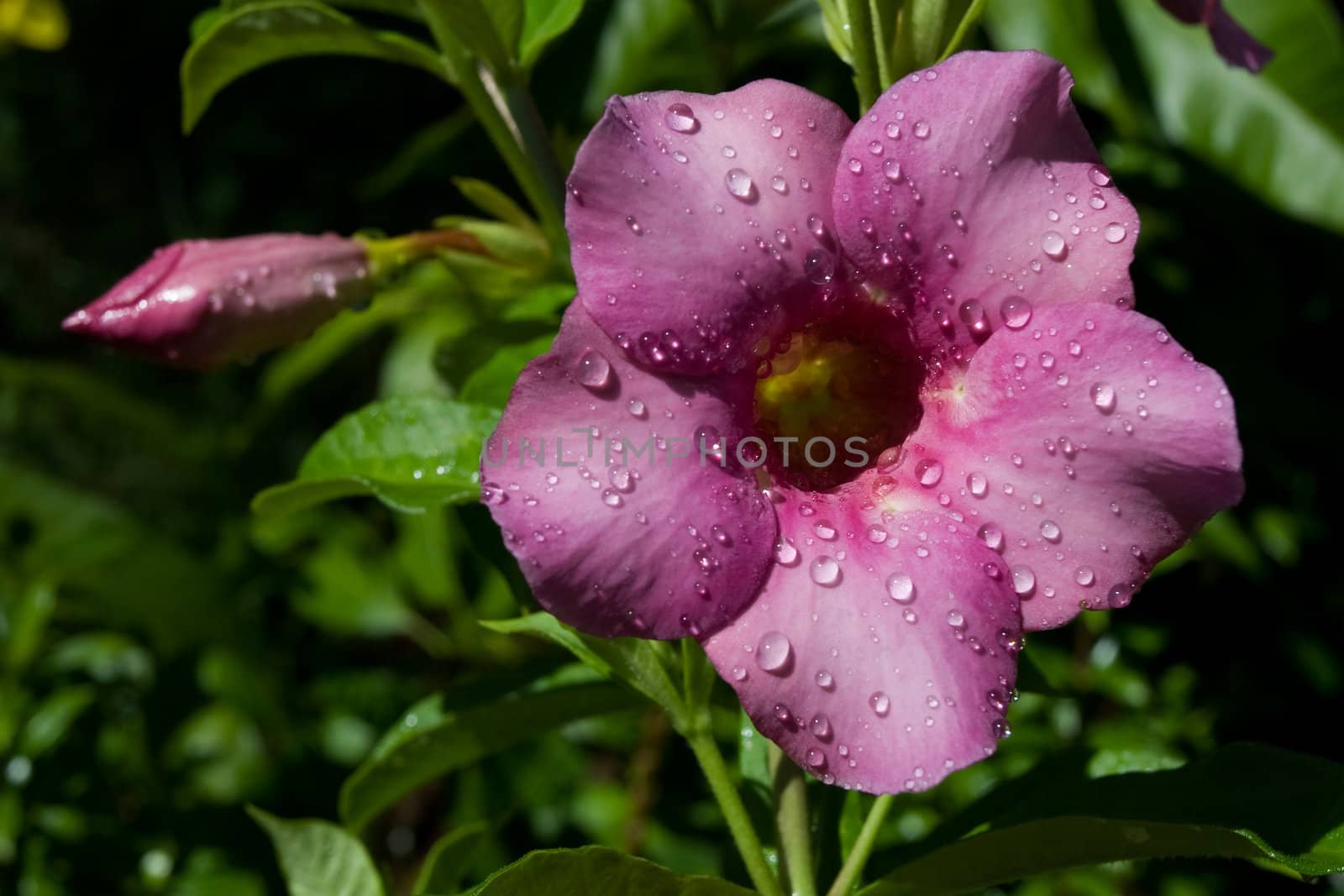 Allamanda Flower