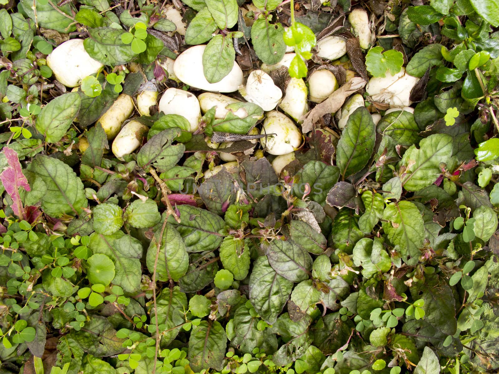 Many kind of small plants grow on ground with white rock