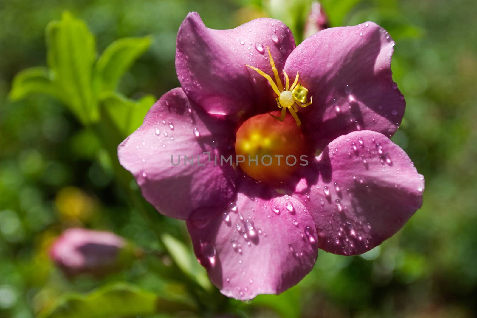 Spider on Allamanda Flower