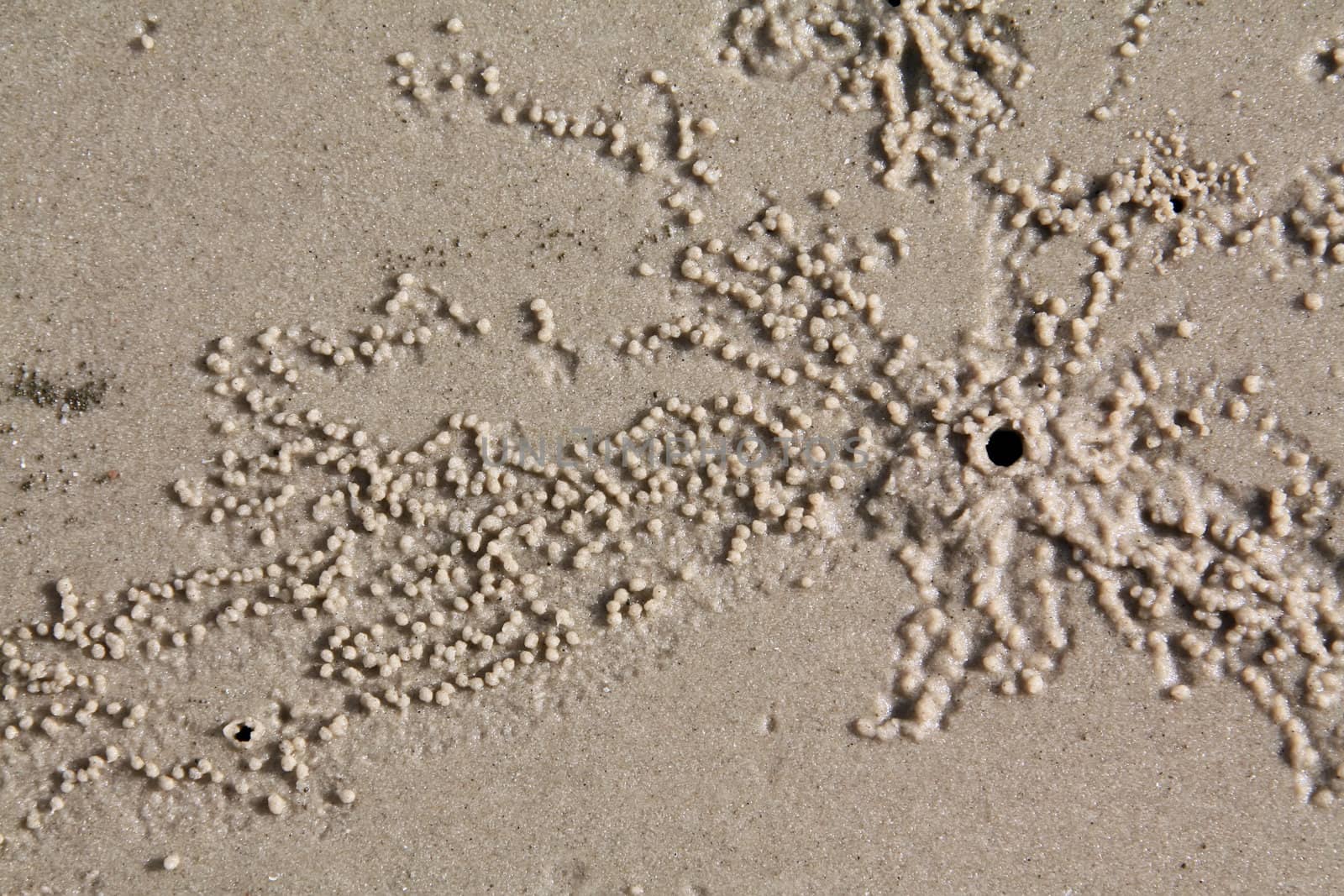 Sandy ground