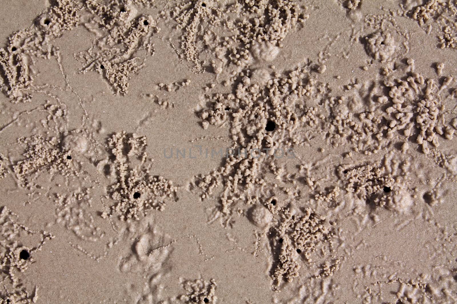 Sandy ground