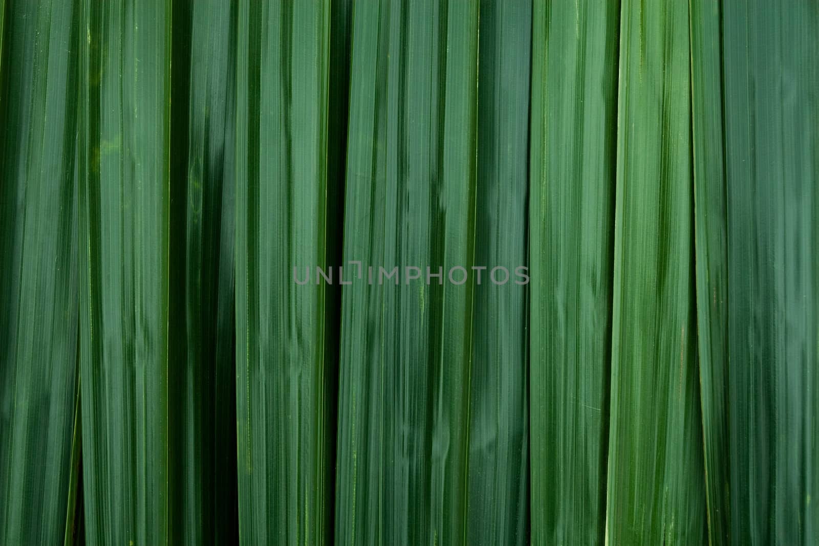 Green leaves background
