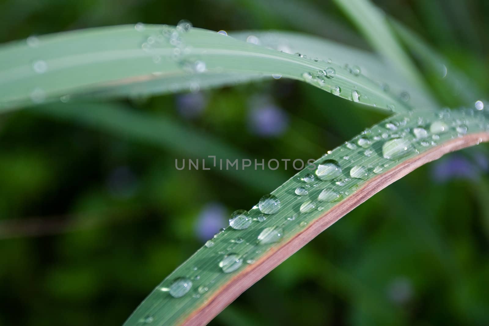 Water Droplets on Green Leaf