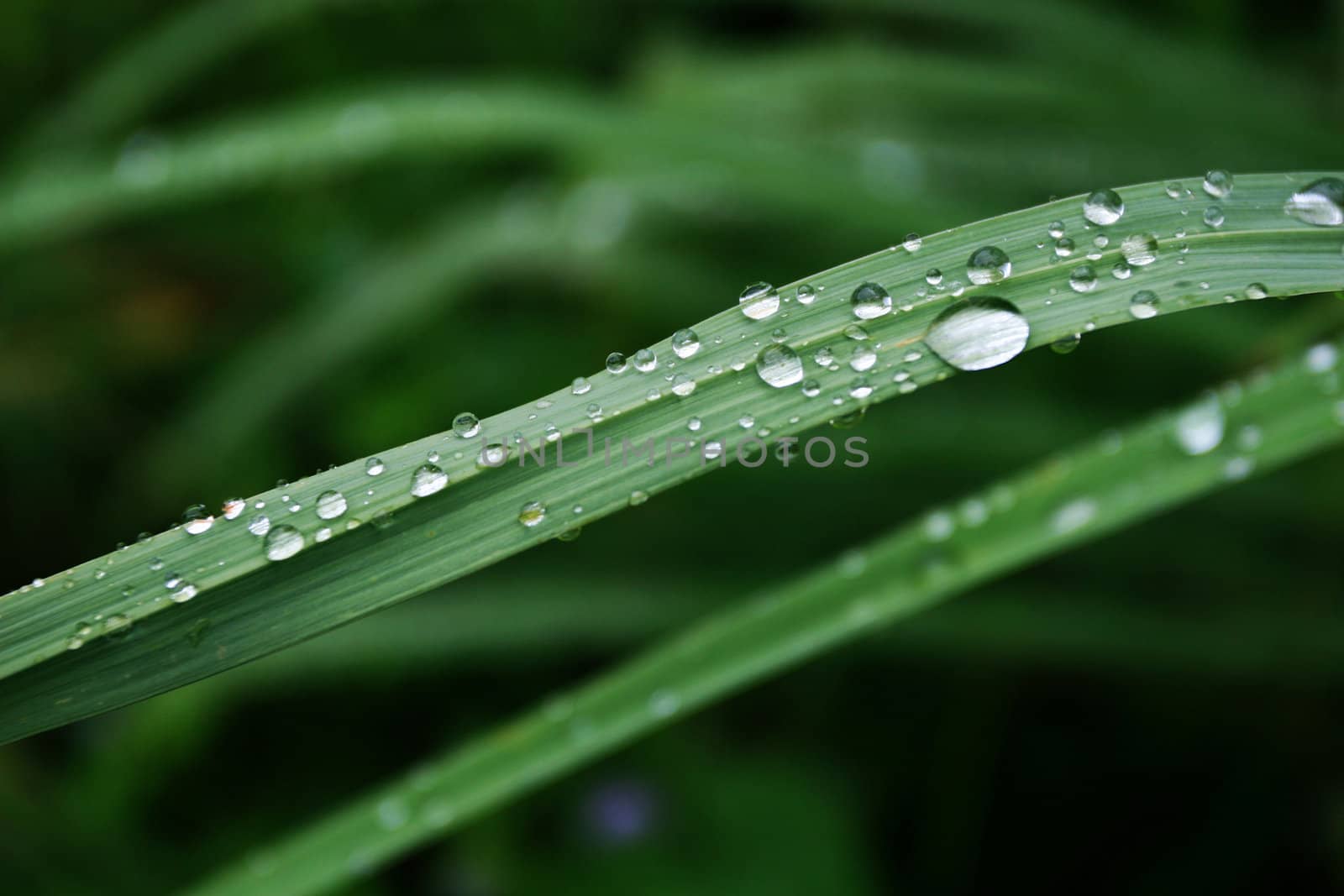 Water Droplets on Green Leaf