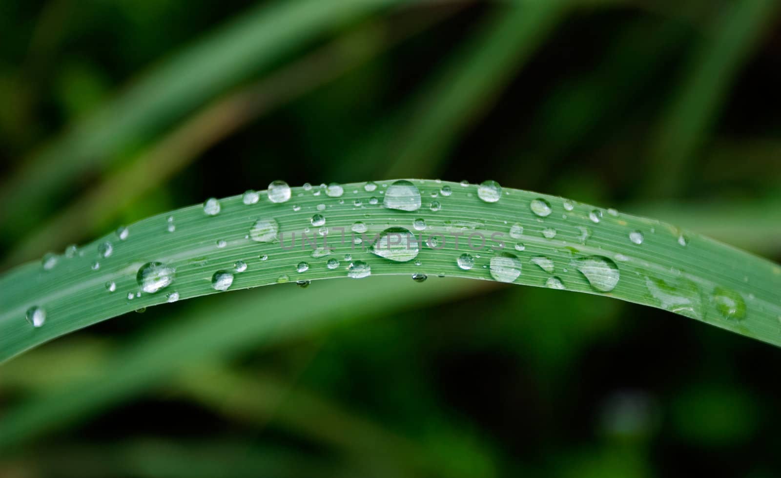 Water Droplets on Green Leaf