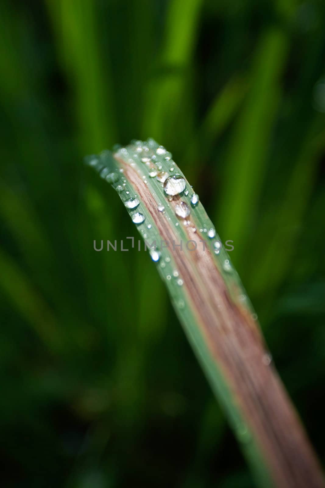 Water Droplets on Green Leaf