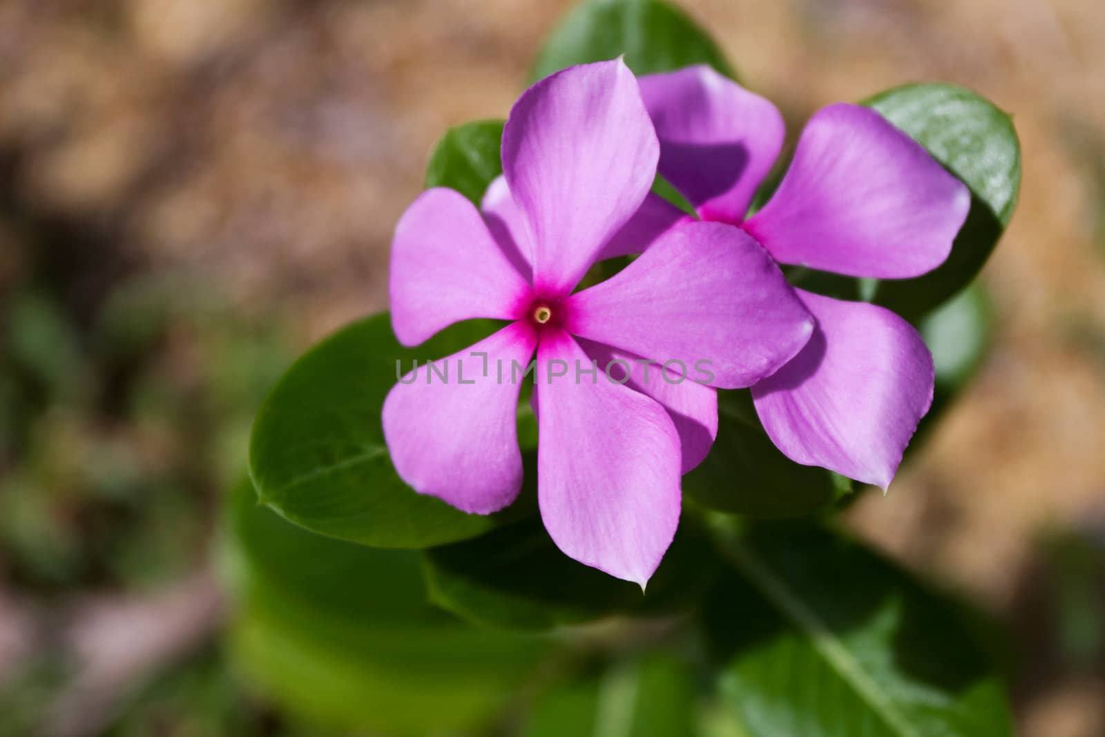 Purple Periwinkle