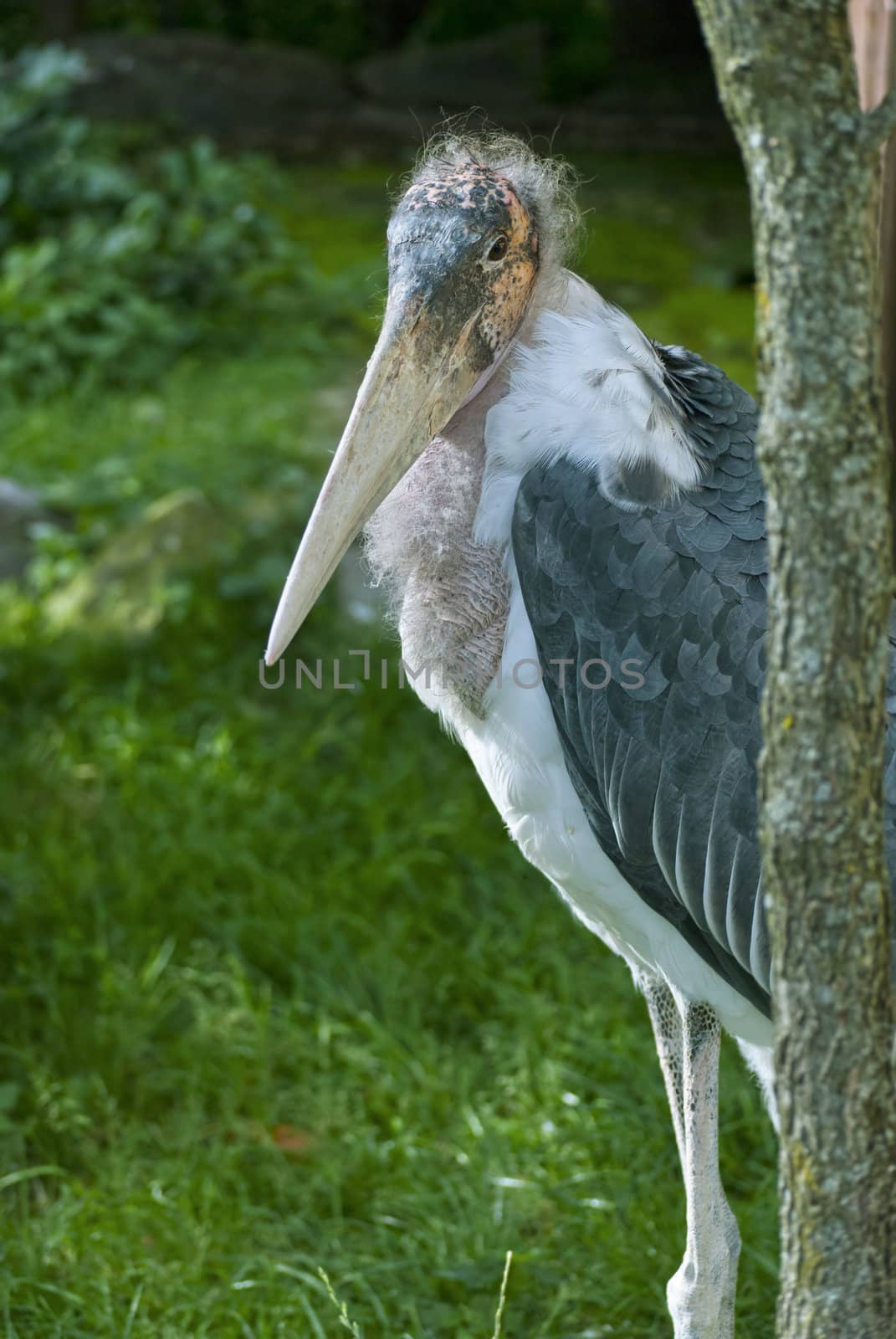 Marabou Stork (Leptoptilos crumeniferus), large wading bird in the stork family Ciconiidae which breeds in Africa.